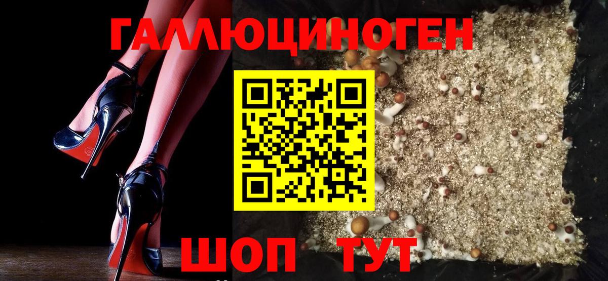 наркота  Псилоцибиновые грибы прущие грибы  Вход с VPN  Королёв  Псилоцибиновые грибы Psilocybe 
