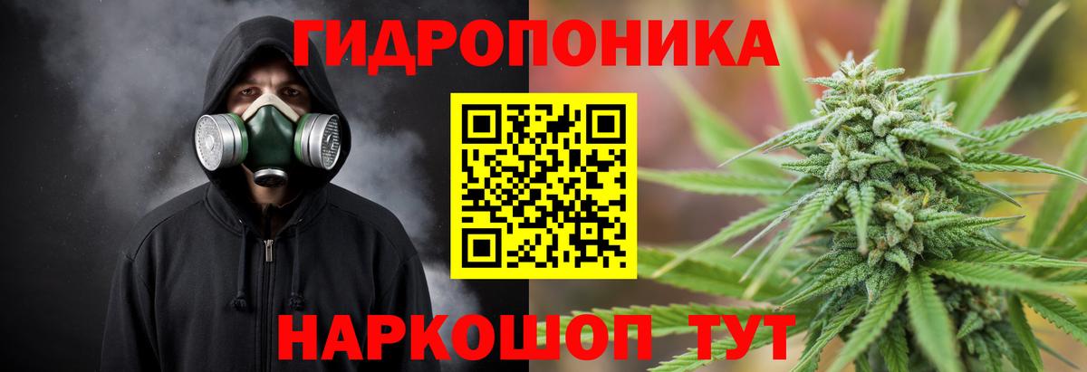 Каннабис индика Королёв